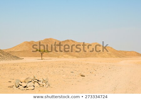 динокое · сухое · дерево · в · пустыне · Египта - Сток-фото © Kostiantyn  Kravchenko (#726442) | Stockfresh
