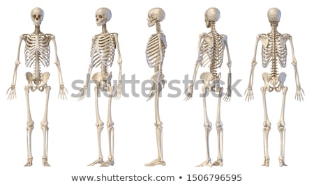 Stock photo: Human Skeletal System