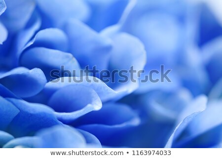 Сток-фото: Blue Hydrangea Flowers In Bloom