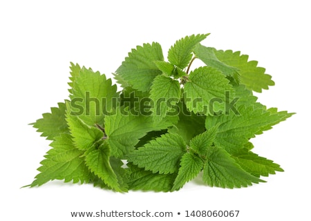 Stock photo: Fresh Nettle Leaves