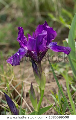 Foto stock: Iris Aphylla