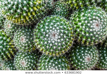ストックフォト: Selective Focus Close Up Top View Shot On Cactus