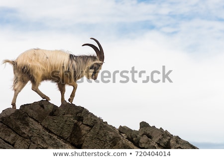 Stock photo: Goat Wild