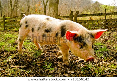 Foto d'archivio: Pig Standing On Mud