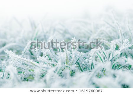 Stok fotoğraf: Frozen Grass At The Meadow