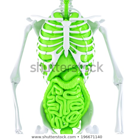 Stock foto: Human Skeleton With Internal Organs Isolated Contains Clipping Path