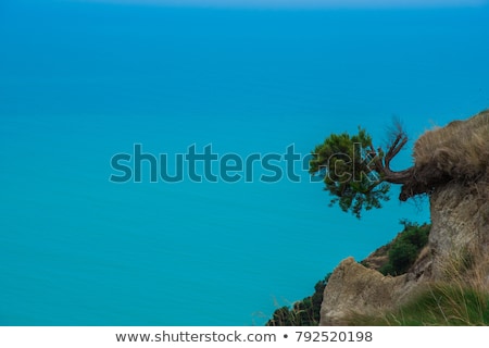 Stock foto: Tree Hanging Off A Cliff