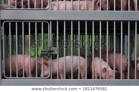 Stock foto: Meat Locked