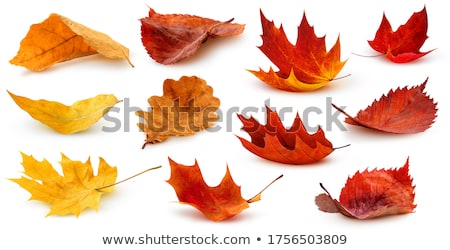 Foto d'archivio: Autumn Maple Leaf Isolated On A White Background