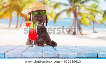 [[stock_photo]]: Dog Beach Cocktail