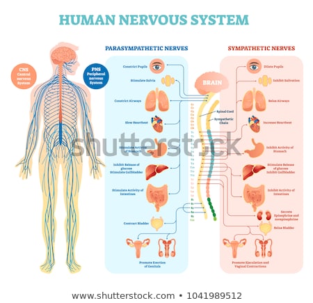 ストックフォト: Human Nervous System
