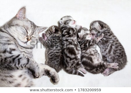 ストックフォト: Nest With Four Young Tabby Cats In A Row