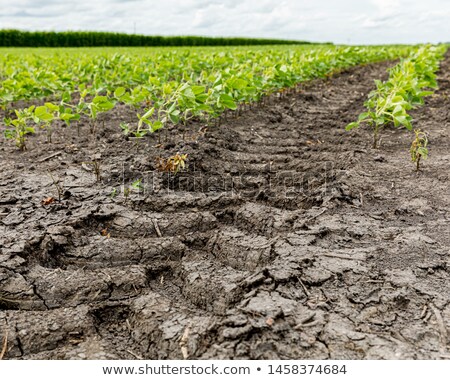 Stock photo: Mark Of Tire On Field