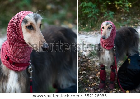 Foto stock: A Portrait Of A Dog An Afghan Greyhound A Diptych