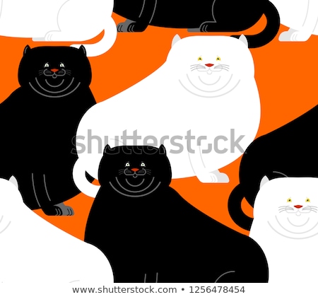 ストックフォト: Fat White And Black Cat Pattern Big Thick Pet Home Background