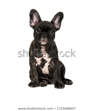 Сток-фото: Animal Dog French Bulldog