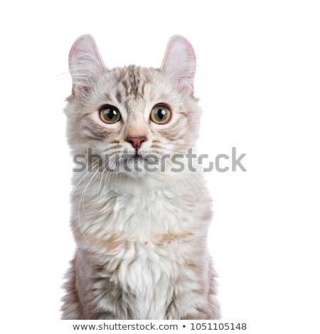 ストックフォト: Head Shot Of Chocolate Silver Tortie Tabby American Curl Cat Kitten