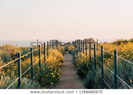 Сток-фото: Idyllic Coastal Scenery In California