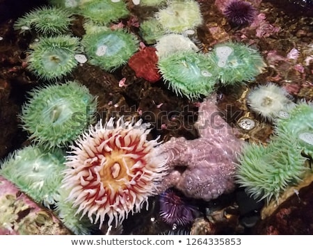 Stok fotoğraf: Tidepool