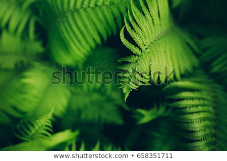 Сток-фото: Fern Fronds Background