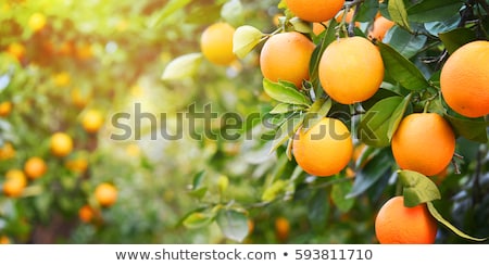 Foto d'archivio: Orange Tree With Fruit And Blossom