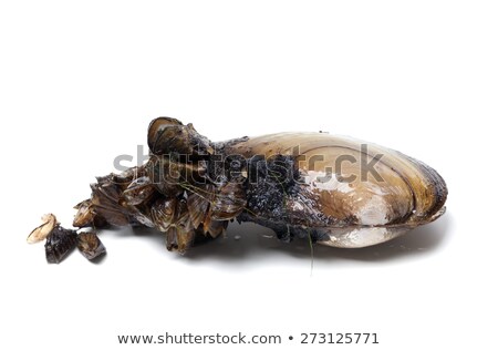 Anodonta River Mussels Covered With Small Mussels Сток-фото © Lizard