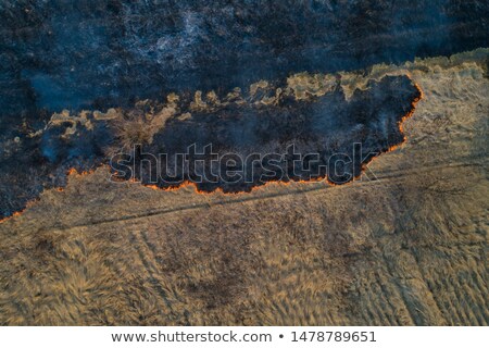 Foto stock: Burn Dry Grass Forest Fire