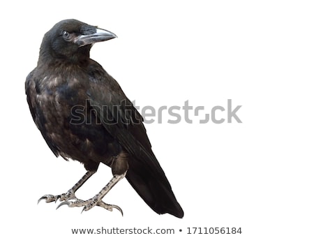 Foto stock: Raven