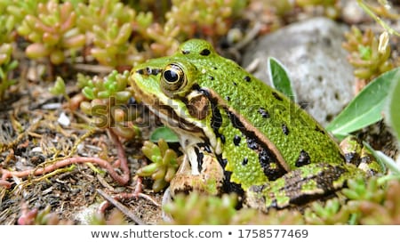 Foto stock: Edible Frogs Pelophylax Esculentus