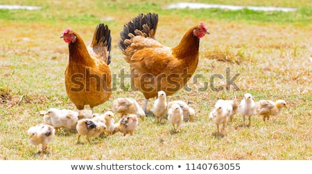 Stock photo: A Hen And A Chick