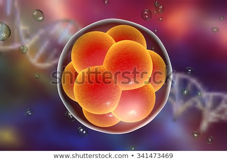 Foto stock: Human Embryo