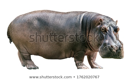 ストックフォト: Hippopotamus
