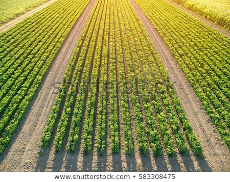 Imagine de stoc: Aerial View Of Cultivated Maize Field From Drone