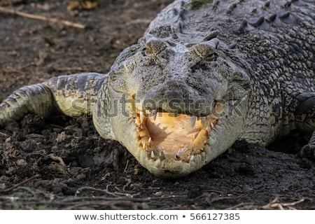 ストックフォト: Saltwater Crocodile Crocodylus Porosus