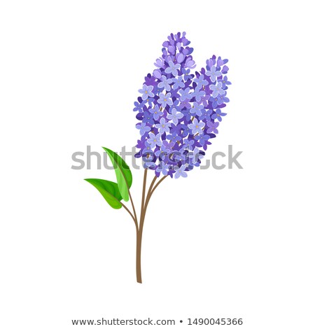 ストックフォト: Branch Of Lilac Flowers With The Leaves