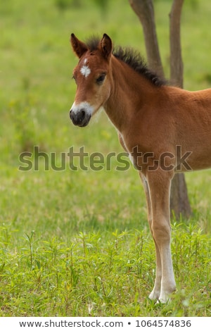 Nice Foal On The Meadow In Springtime [[stock_photo]] © Digoarpi