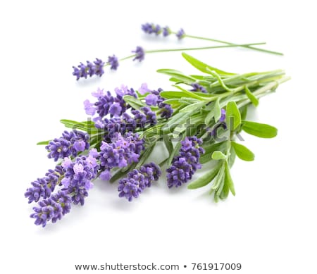 Foto stock: Lavender Flowers Bunch Isolated On White Background