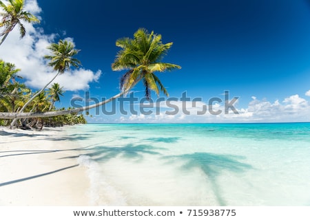 Foto stock: Palm Trees On Tropical Beach In French Polynesia