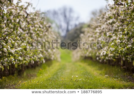 Сток-фото: Blooming Apple Tree Flowers In Spring Garden As Beautiful Nature Landscape Plantation And Agricultu