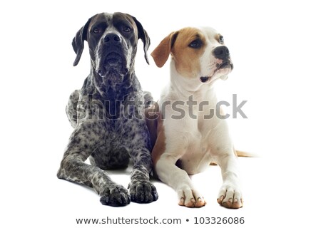 Bulldog et chien pointeur [[stock_photo]] © cynoclub