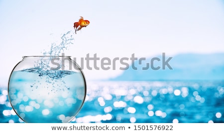 Stock photo: Goldfish