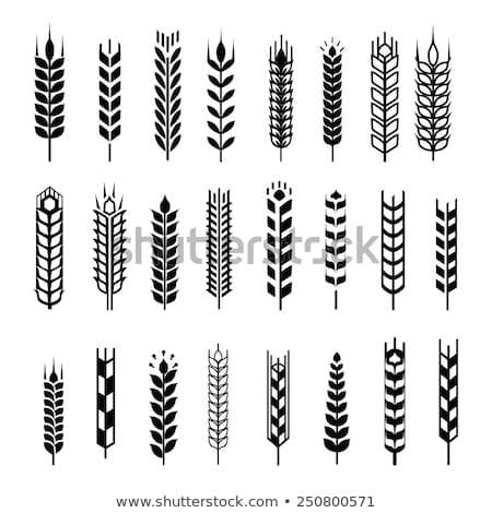 Stockfoto: Wheat Or Barley Element