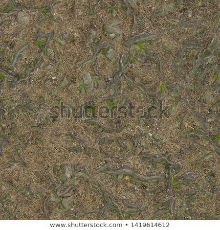 Foto stock: Forest Soil Seamless Texture