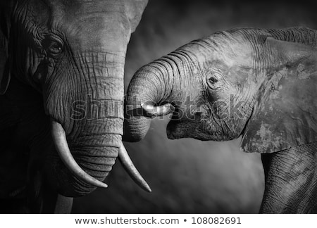 Stock photo: Artistic Black And White Elephant