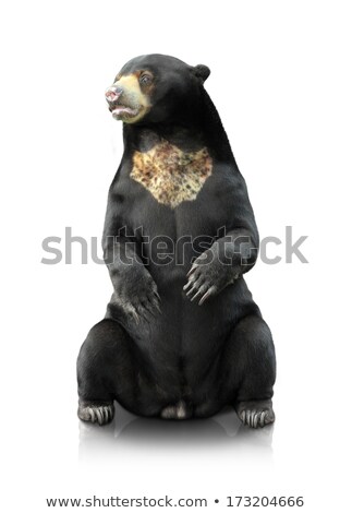 Stok fotoğraf: Malayan Sunbear Isolated