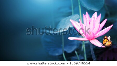 Stock fotó: Summer Lilies Banner