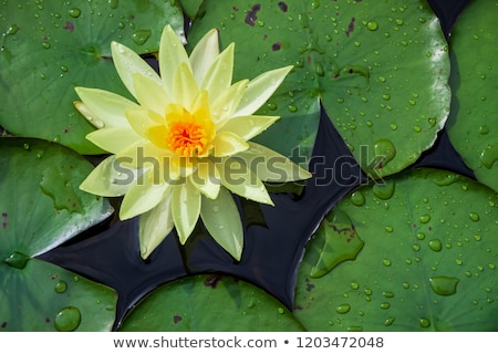 Stock fotó: Yellow Water Lily