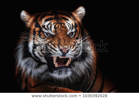 Zdjęcia stock: Ygrys · sumatrzański · Panthera · Tigris · Sumatrae