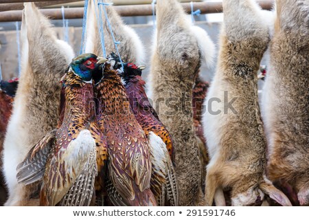 Stock photo: Excludes Of Caught Animals