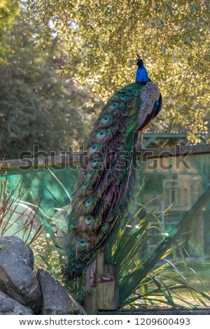 Foto stock: Peacock Sitting On Fence